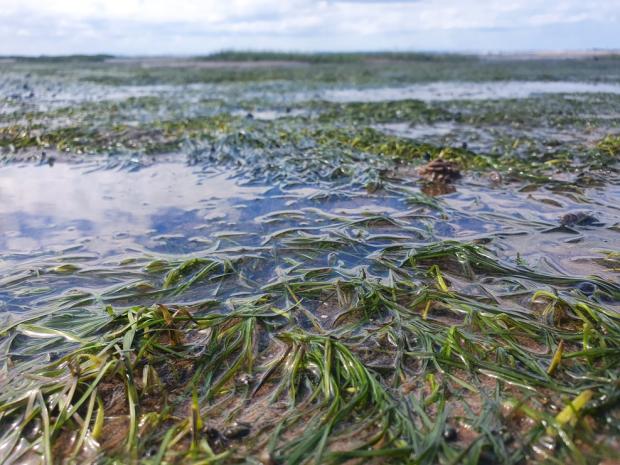 Wilder Humber: Restoring Coastal Ecosystems